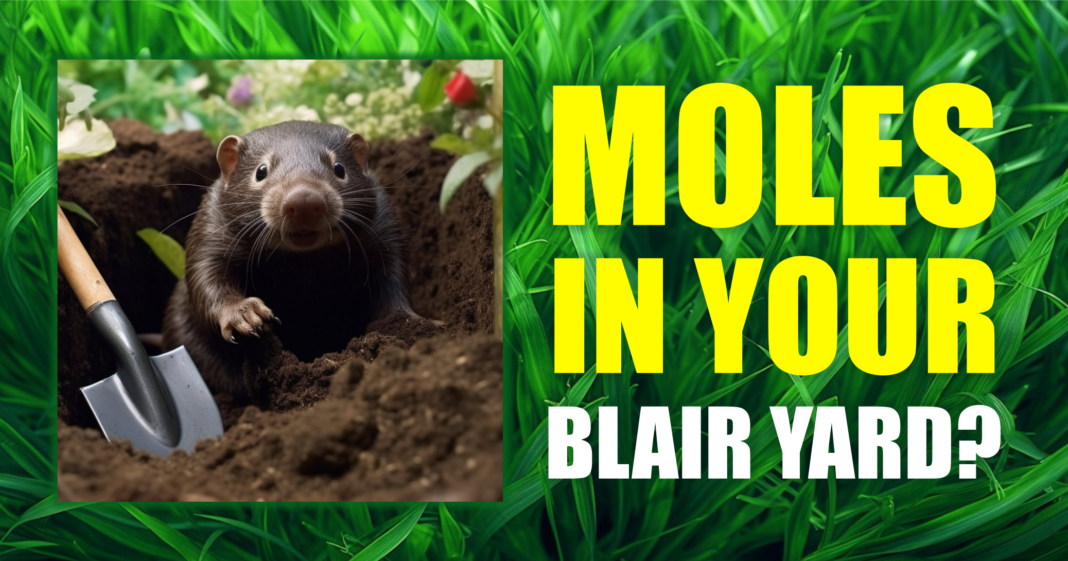 Blair Nebraska Mole Removal Blair Nebraska Mole Removal