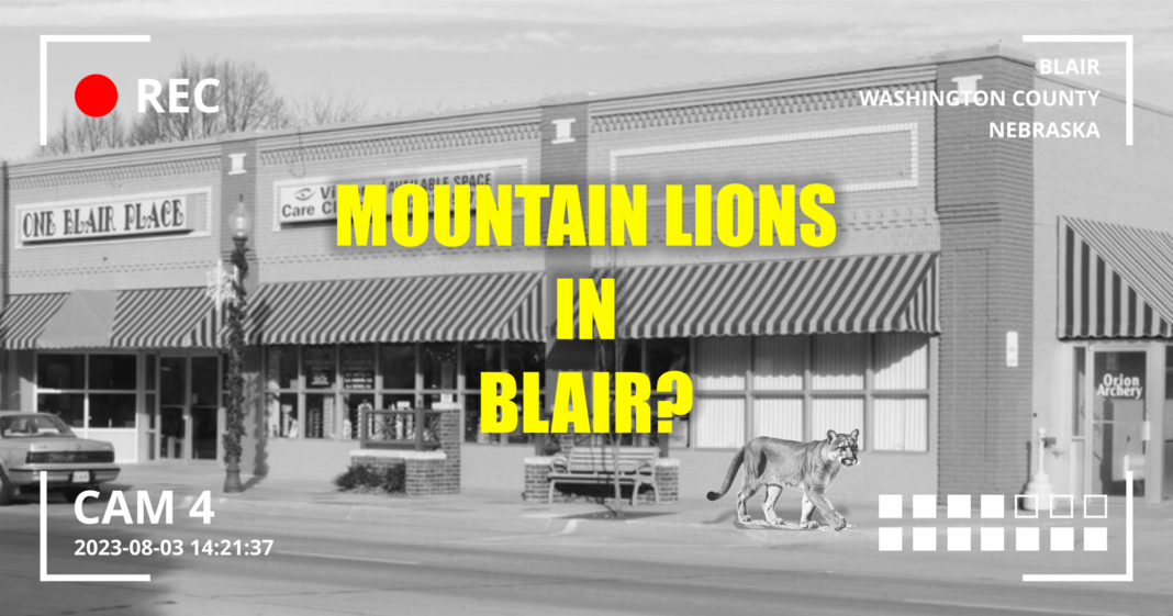 Mountain Lions in Blair Nebraska