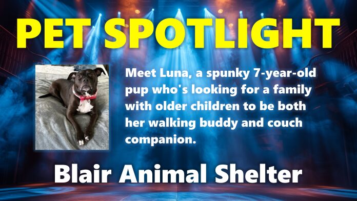 Blair Nebraska Animal Shelter